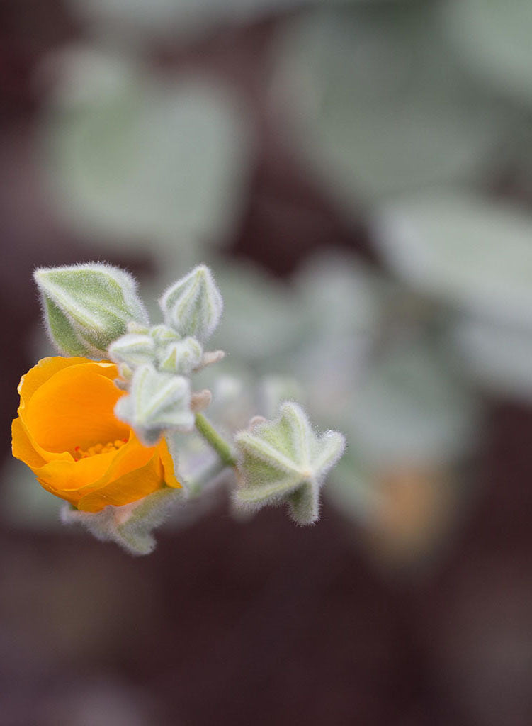 Abutilon palmeri - Palmer's Indian Mallow (Seed)