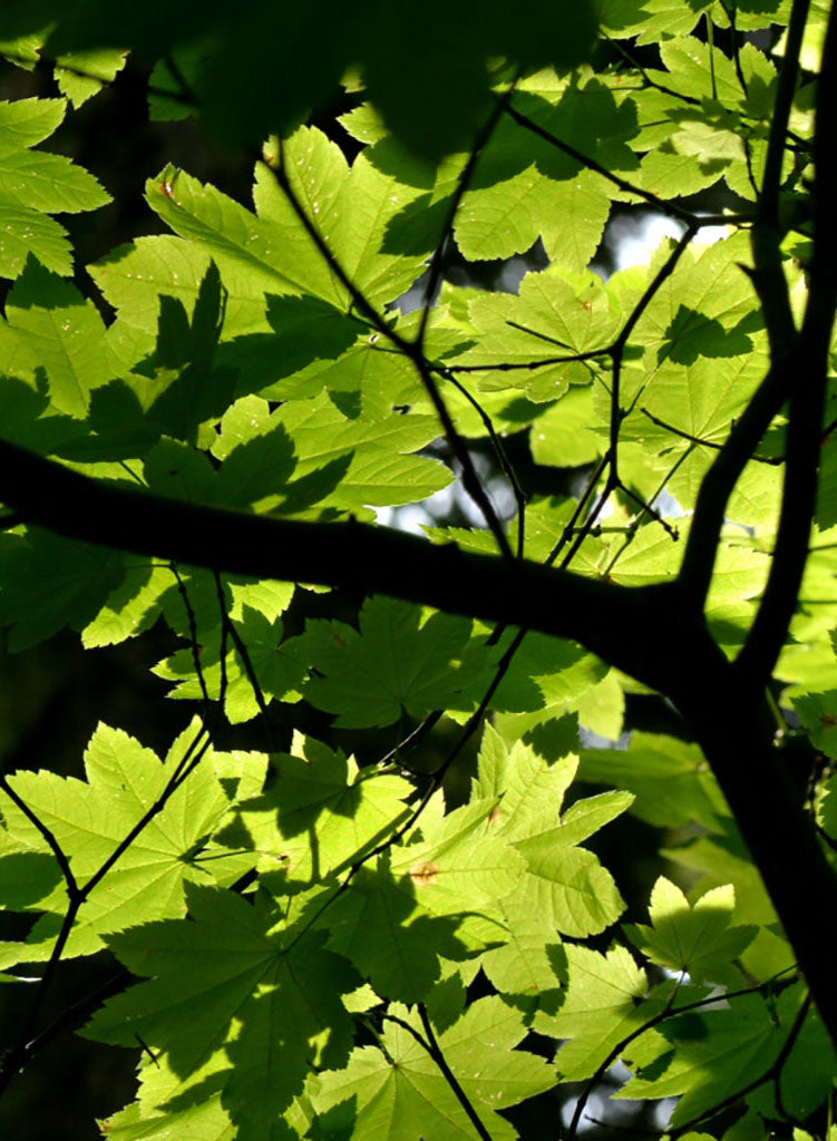 Acer circinatum - Vine Maple (Plant)