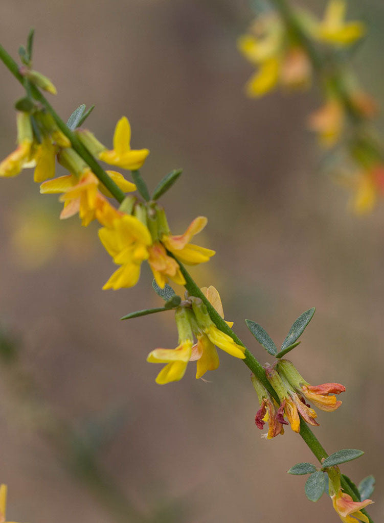 Acmispon glaber - Deerweed (Plant)
