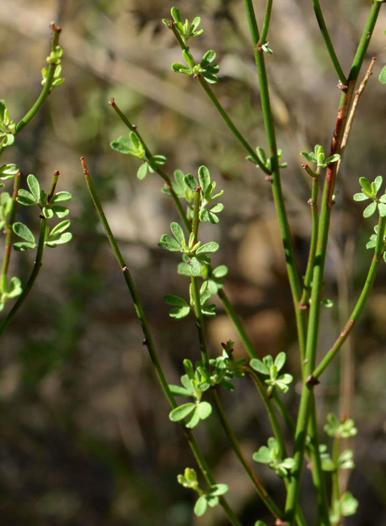 Acmispon glaber - Deerweed (Seed)