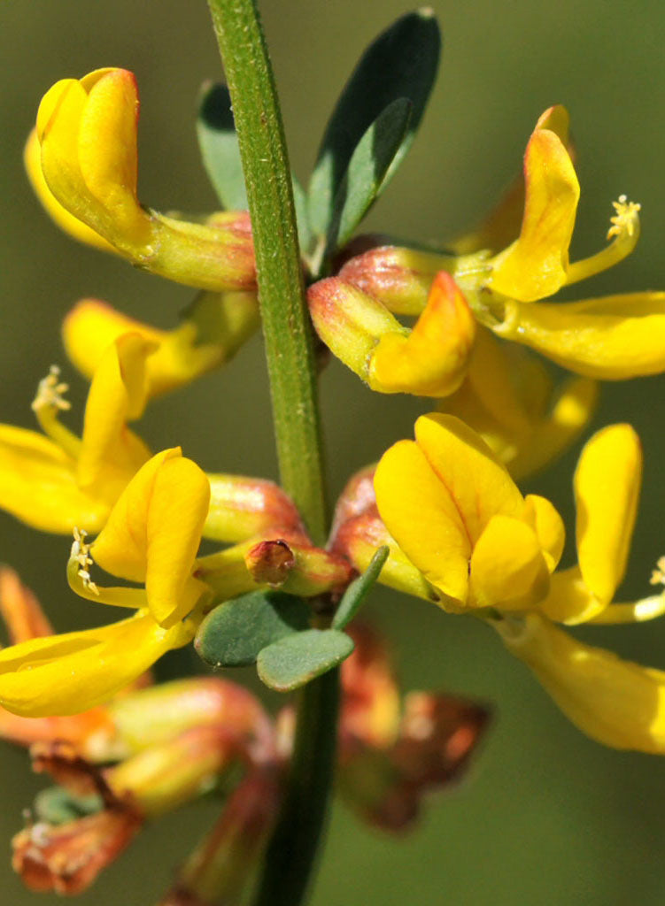 Acmispon glaber - Deerweed (Seed)