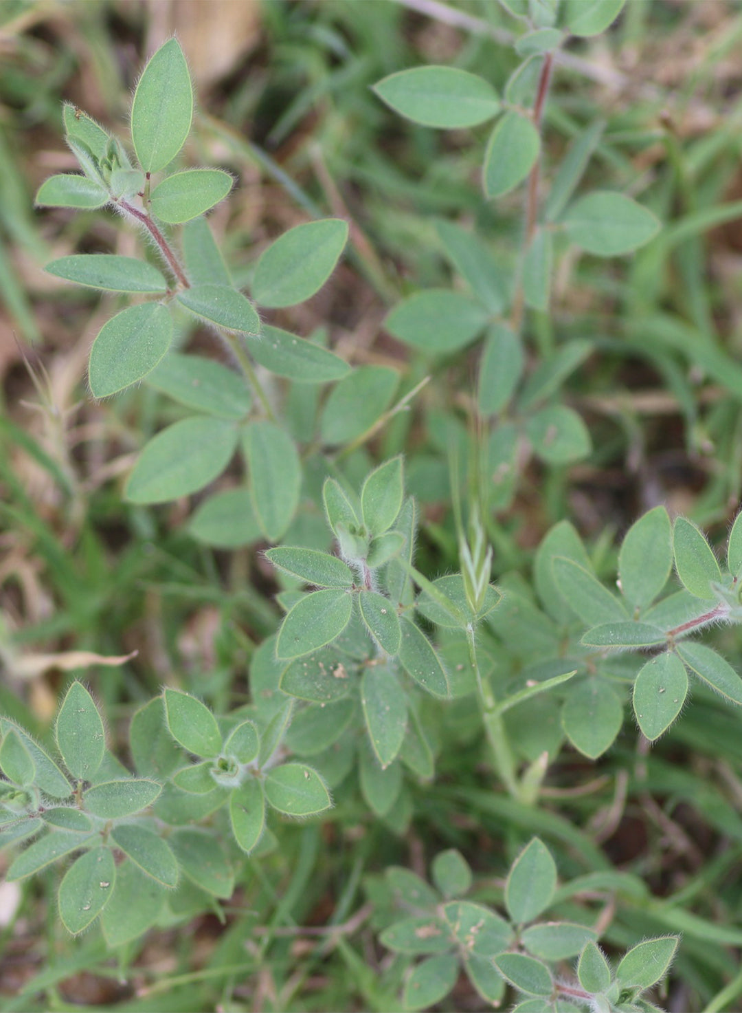 Acmispon americanus var. americanus - Spanish Clover, Spanish Lotus (Plant)