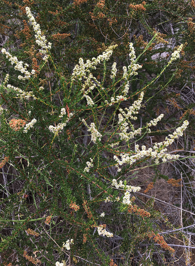 Adenostoma fasciculatum var. fasciculatum - Chamise (Plant) – Theodore ...