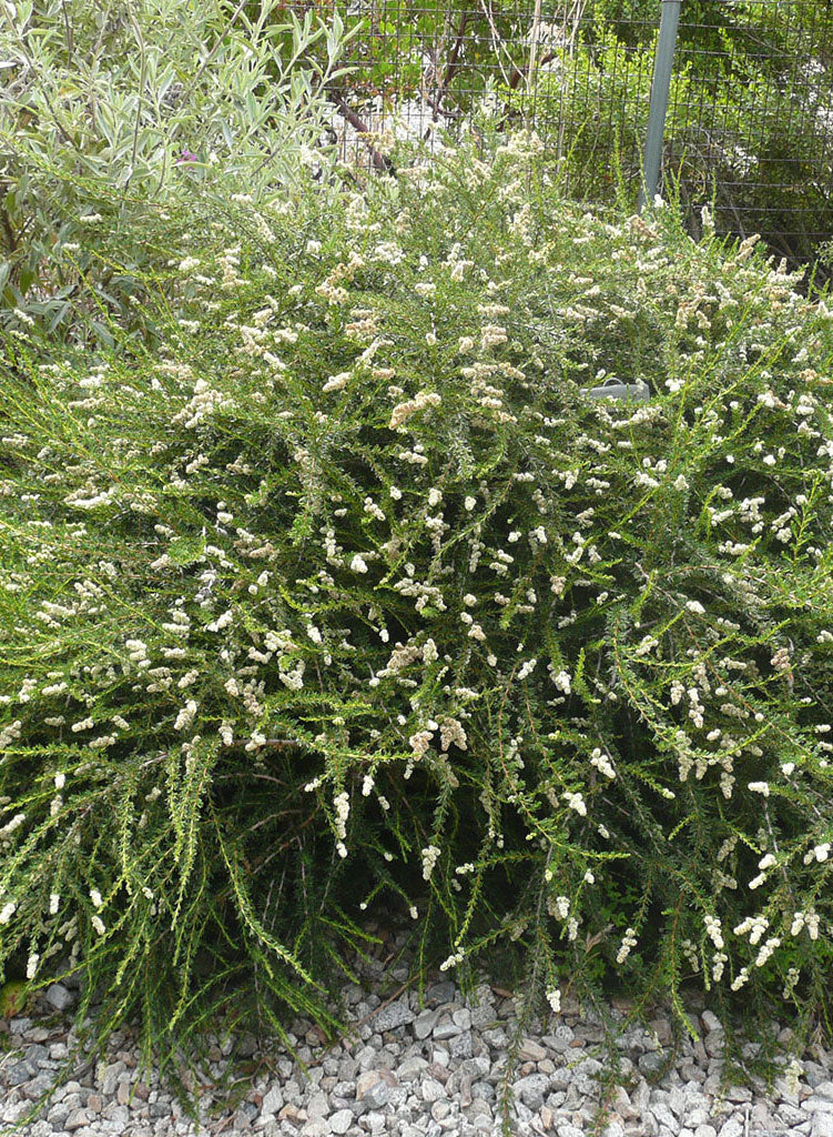 Adenostoma fasciculatum 'Nicolas' - Nicolas Chamise (Plant)