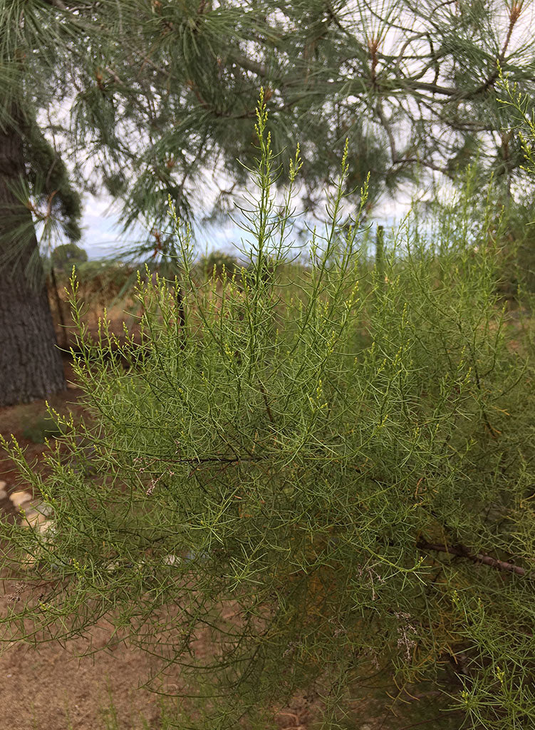 Adenostoma sparsifolium - Redshank, Ribbonwood (Plant)