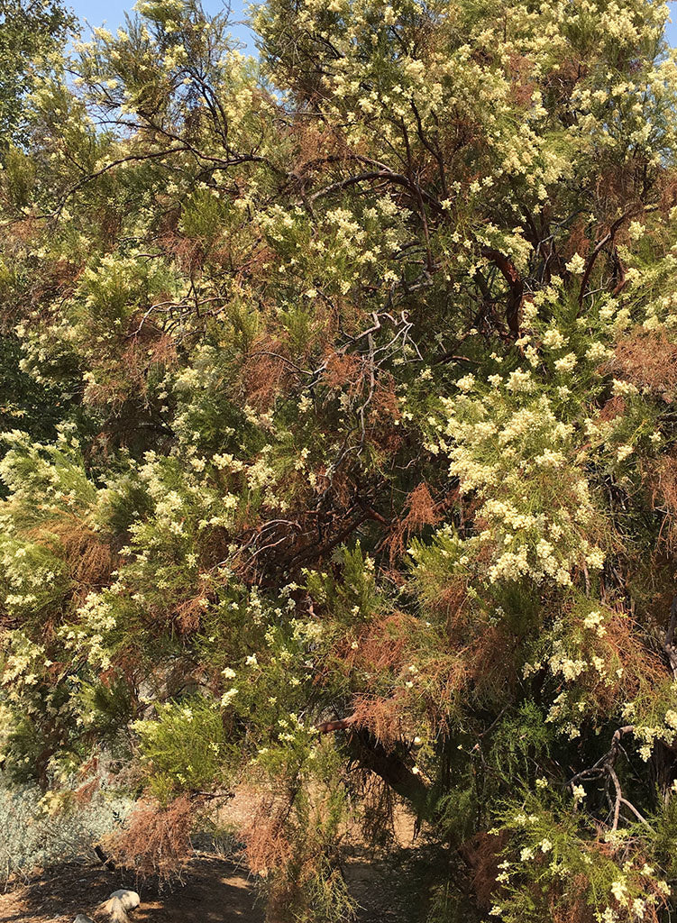 Adenostoma sparsifolium - Redshank, Ribbonwood (Plant)
