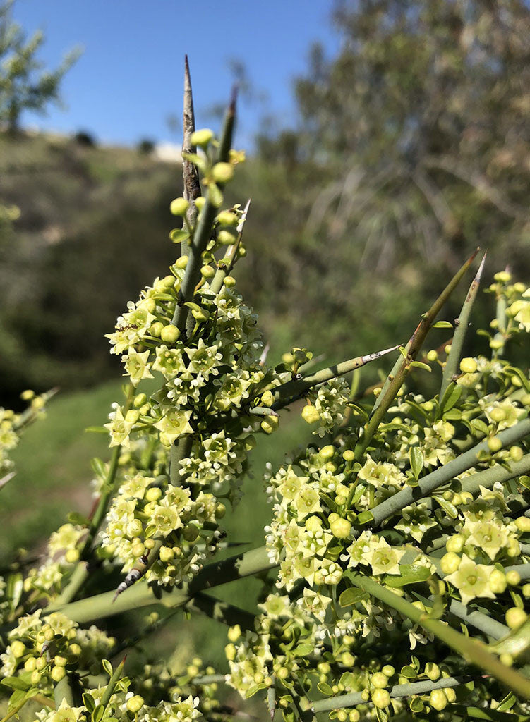 Adolphia californica - Spineshrub, California Adolphia (Plant)