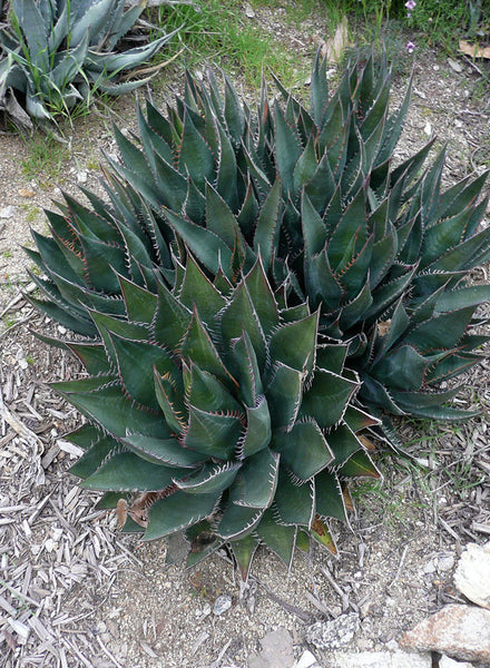 Agave shawii var. shawii