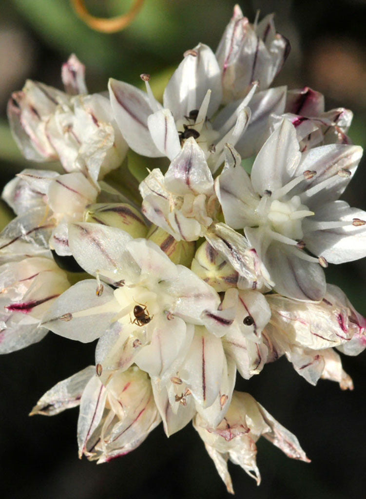 知多 allium様 Allium haematochiton - Red-Skinned Onion (Plant) – Theodore Payne