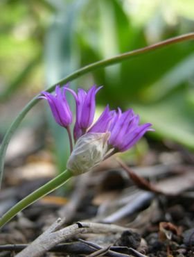 Allium falcifolium - Sickle-leaf Onion (Bulb)