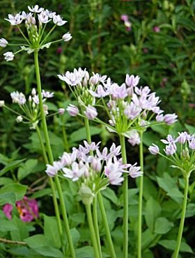 Allium hyalinum - Glassy Onion (Bulb)