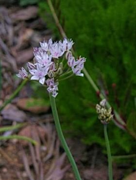 Allium haematochiton - Red-skinned Onion (Bulb)