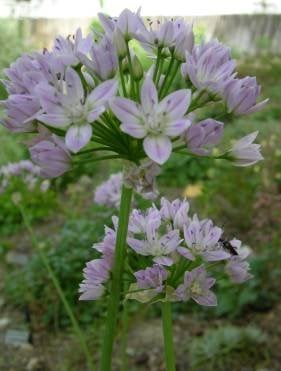 Allium unifolium - Single-leaf Onion (Bulb)