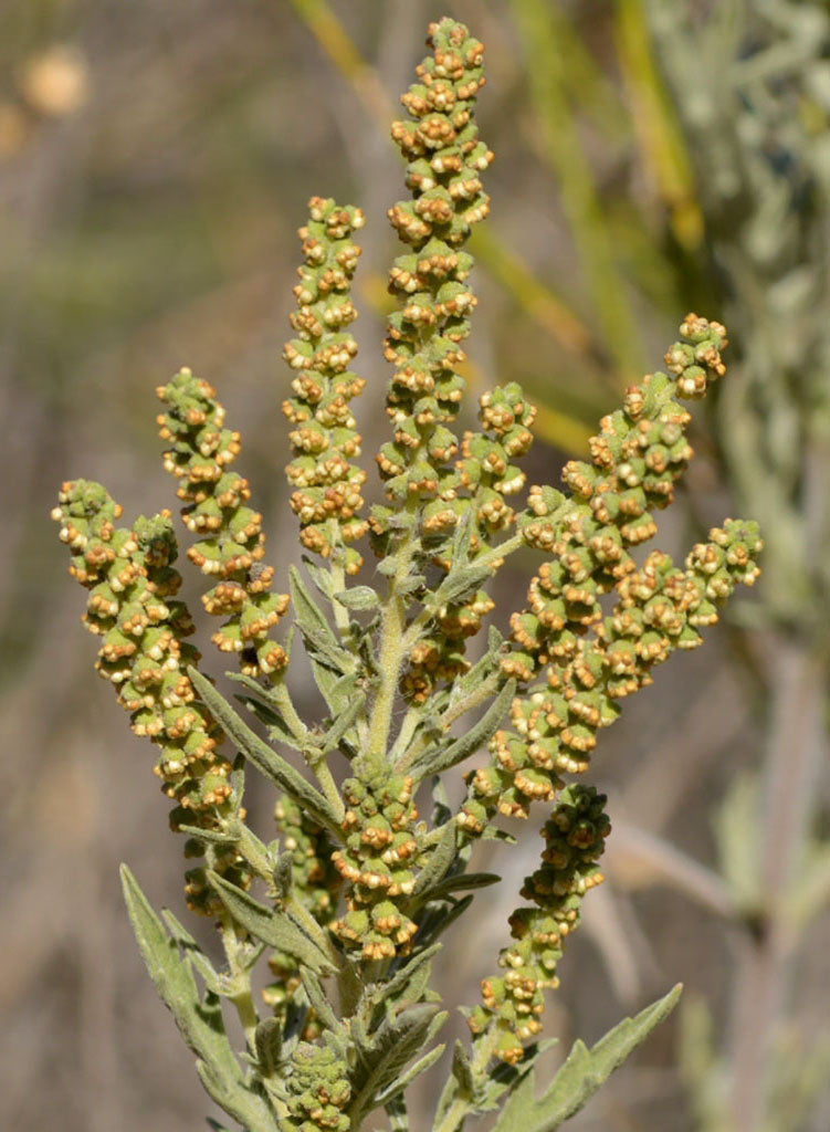 Ambrosia psilostachya - Western Ragweed (Plant) – Theodore Payne Foundation