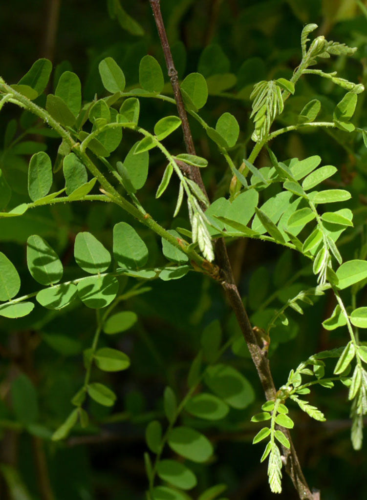 Amorpha californica - False Indigo (Seed)