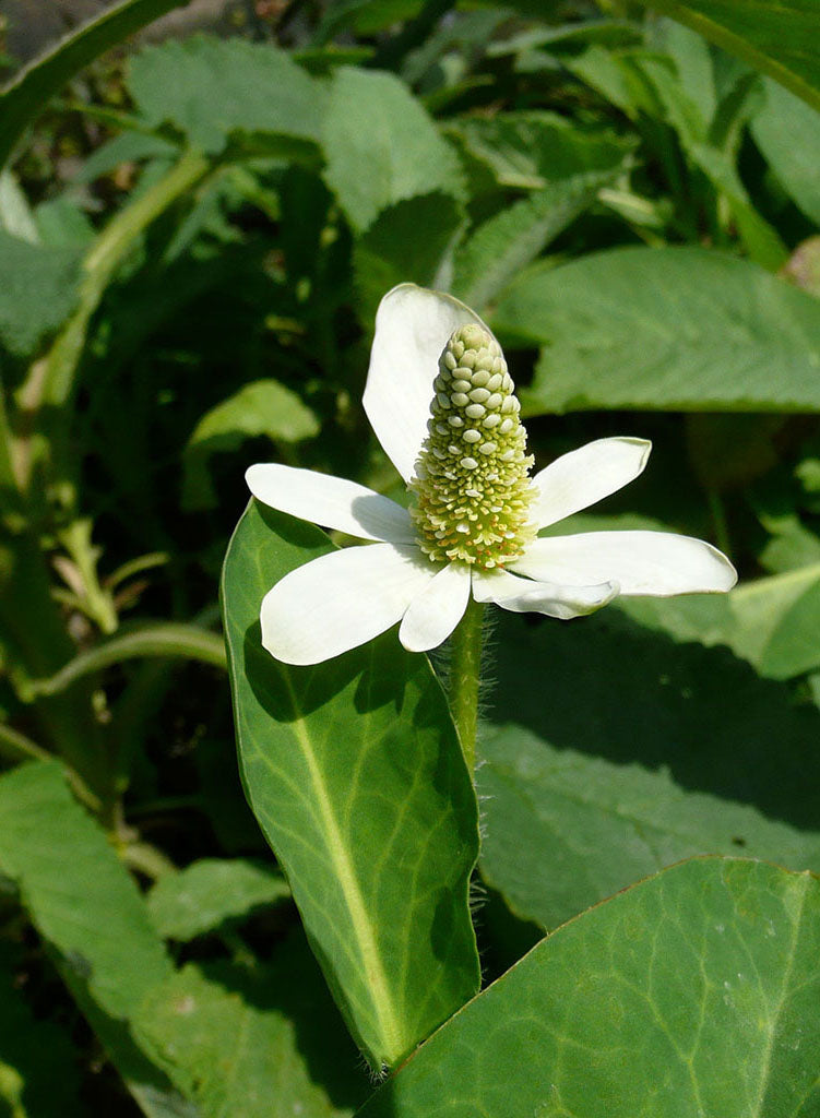 Anemopsis californica - Yerba Mansa (Plant)