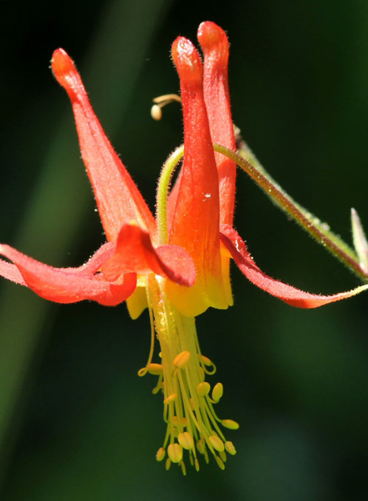Aquilegia formosa - Red or Scarlet Columbine (Plant)