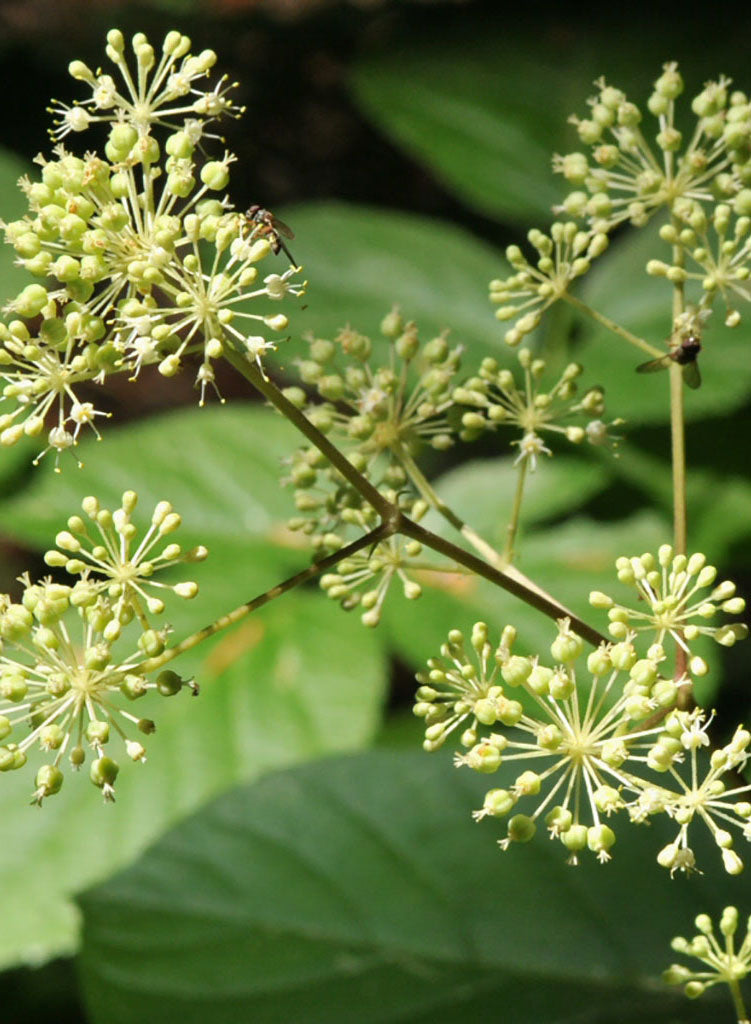 Aralia californica - Elk's Clover (Plant)