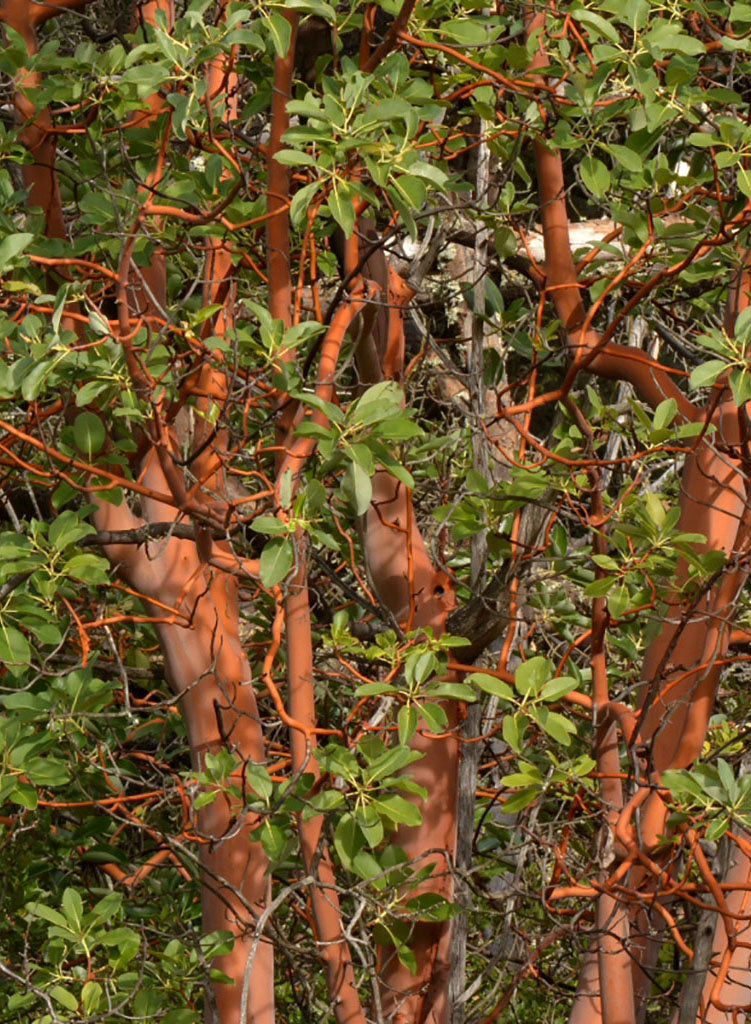 Arbutus menziesii - Madrone (Plant)