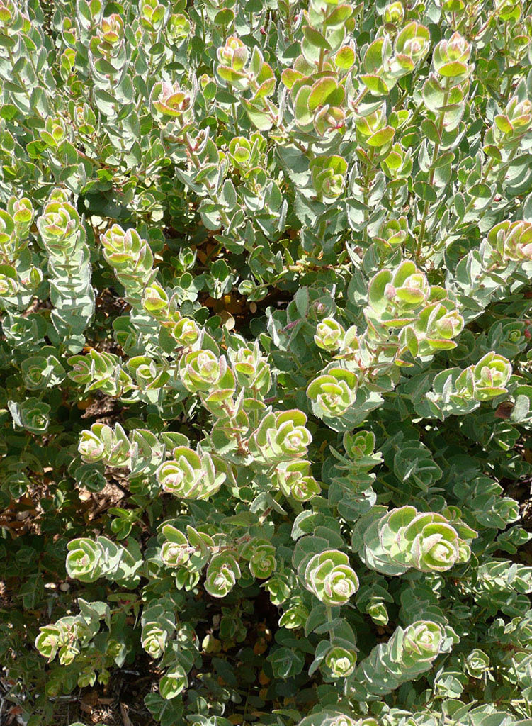 Arctostaphylos auriculata 'Knobcone Point' - Knobcone Point Mount Diablo Manzanita (Plant)