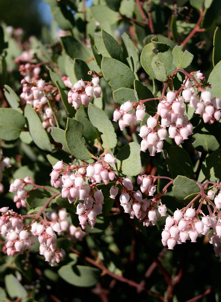 Arctostaphylos australis - Southern Manzanita (Plant)