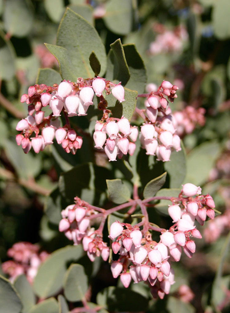 Arctostaphylos australis - Southern Manzanita (Plant)