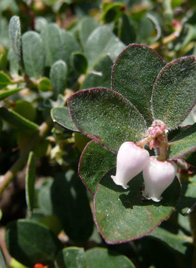 Arctostaphylos edmundsii 'Rosy Dawn' - Rosy Dawn Little Sur Manzanita (Plant)