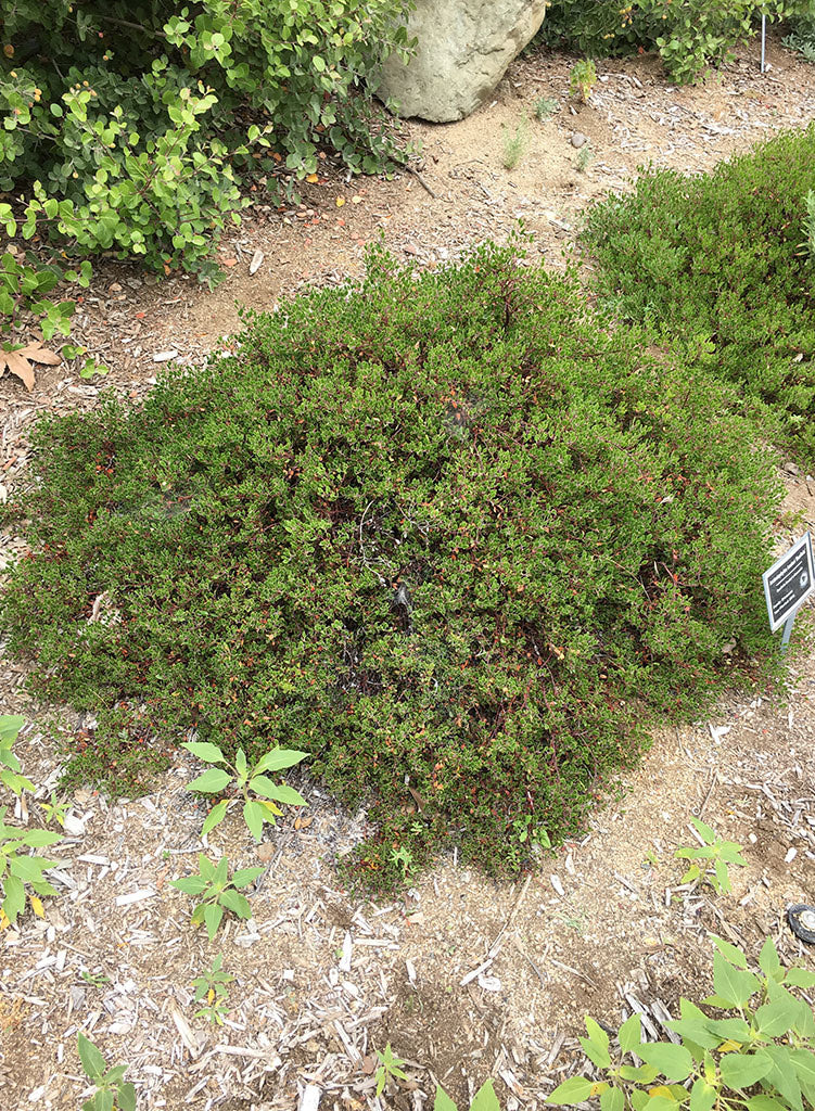 Arctostaphylos hookeri 'Buxifolia' - Buxifolia Hooker's Manzanita (Plant)
