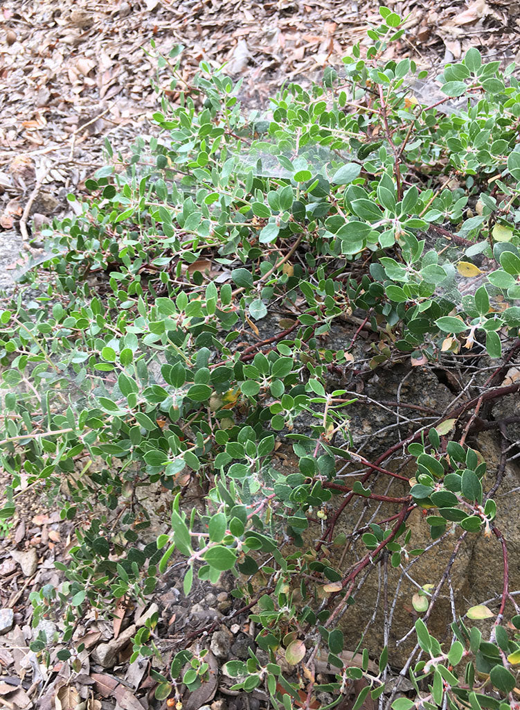 Arctostaphylos hookeri 'Monterey Carpet' - Monterey Carpet Hooker's Manzanita (Plant)