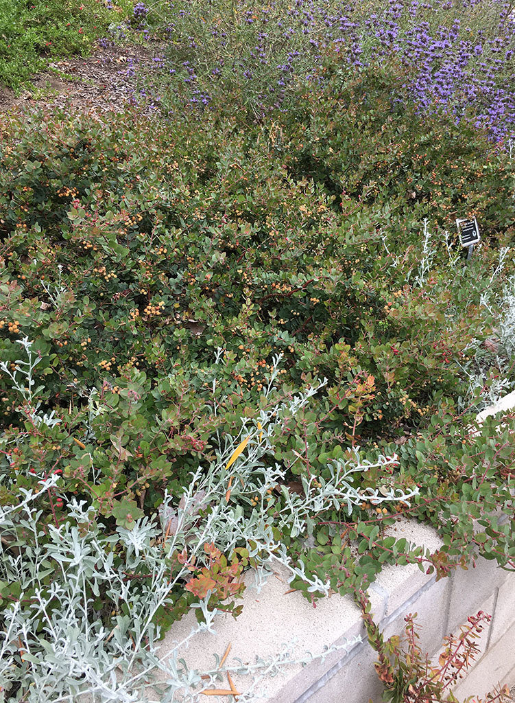 Arctostaphylos 'John Dourley' - John Dourley Manzanita (Plant)