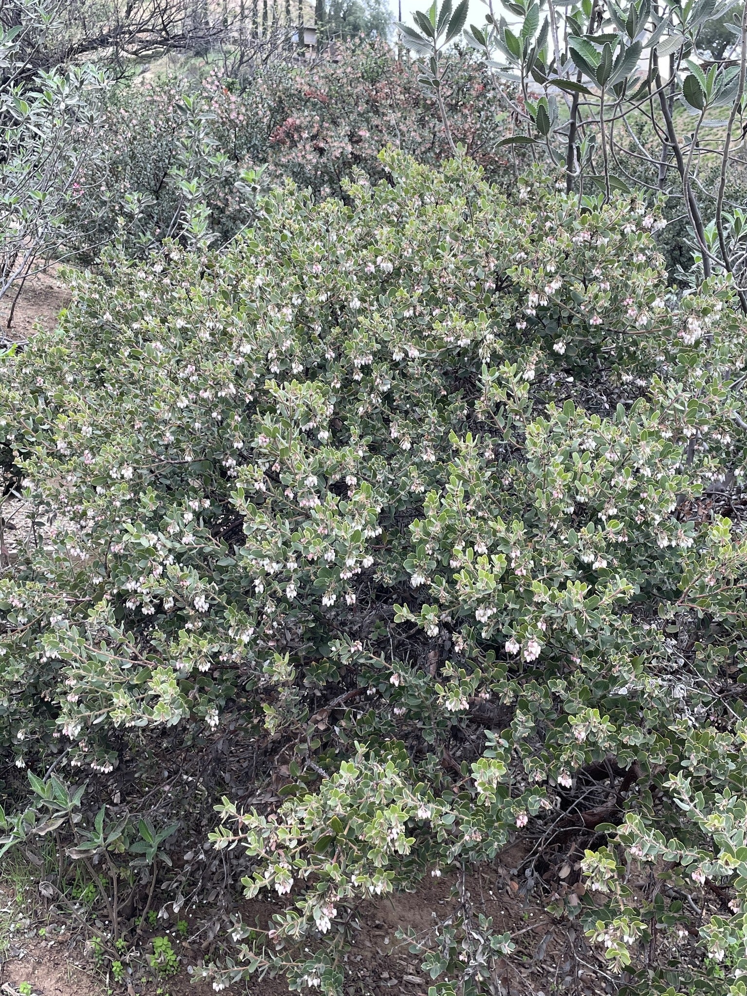 Arctostaphylos morroensis 'Hazard Canyon' - Hazard Canyon Morro Manzanita (Plant)