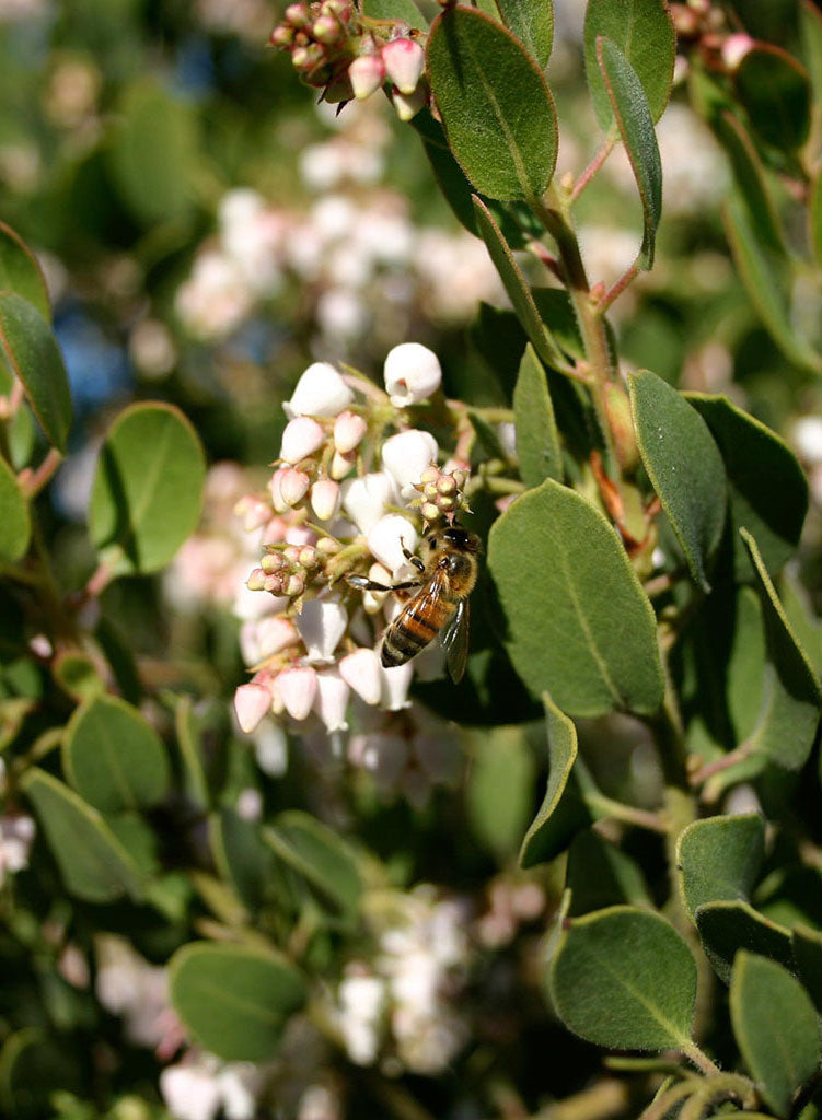 Arctostaphylos otayensis - Otay Manzanita (Plant)