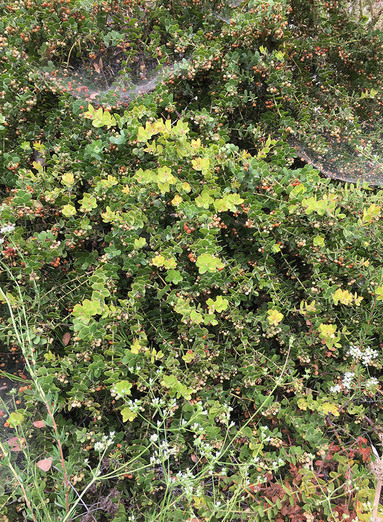 Arctostaphylos purissima 'Vandenberg' - Vandenberg La Purisima Manzanita (Plant)