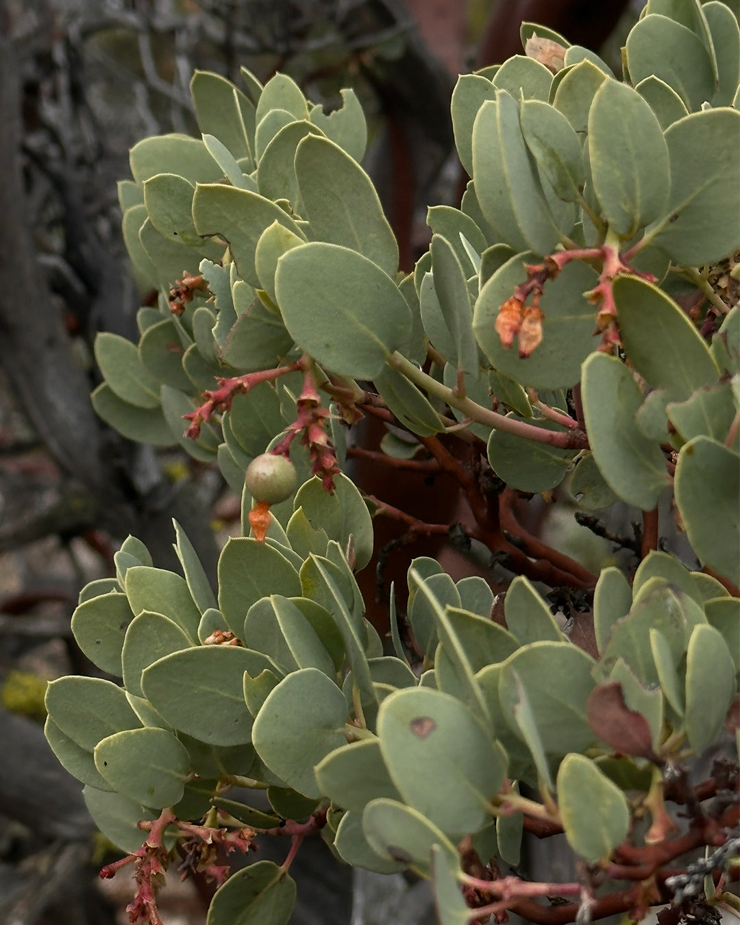arctostaphylos_glauca_2.jpg