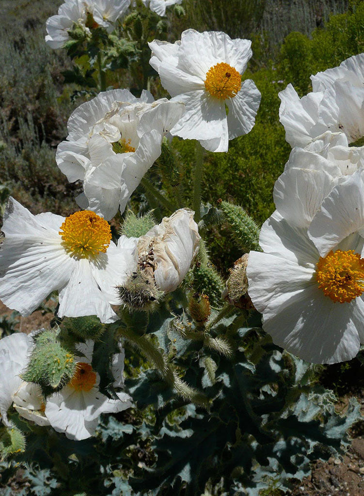 Argemone munita - Prickly Poppy, Chicalote (Plant)