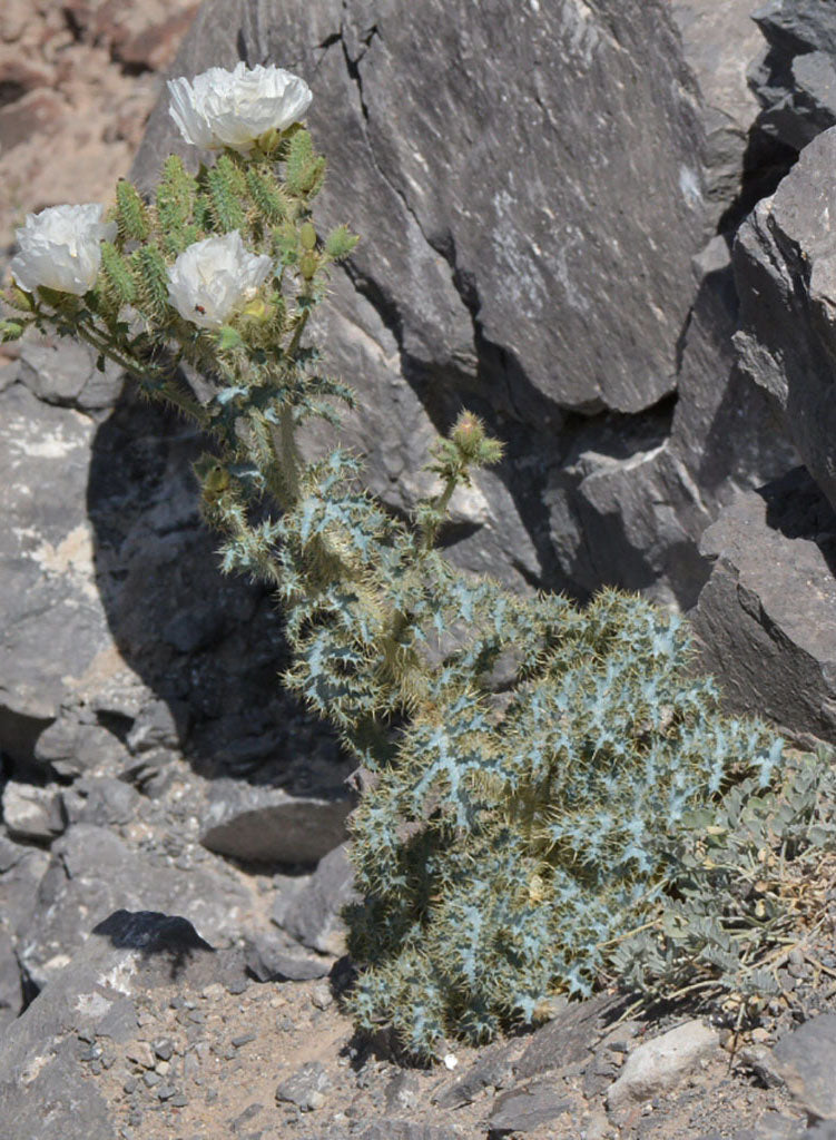 Argemone munita - Prickly Poppy, Chicalote (Plant)