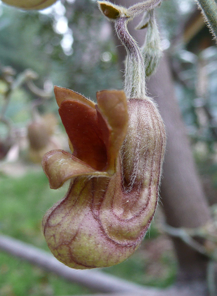 Aristolochia californica - Dutchman's Pipe (Plant)