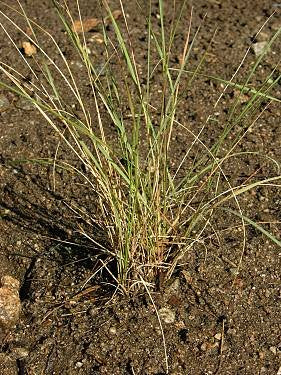 Aristida purpurea - Purple Three Awn (Seed)