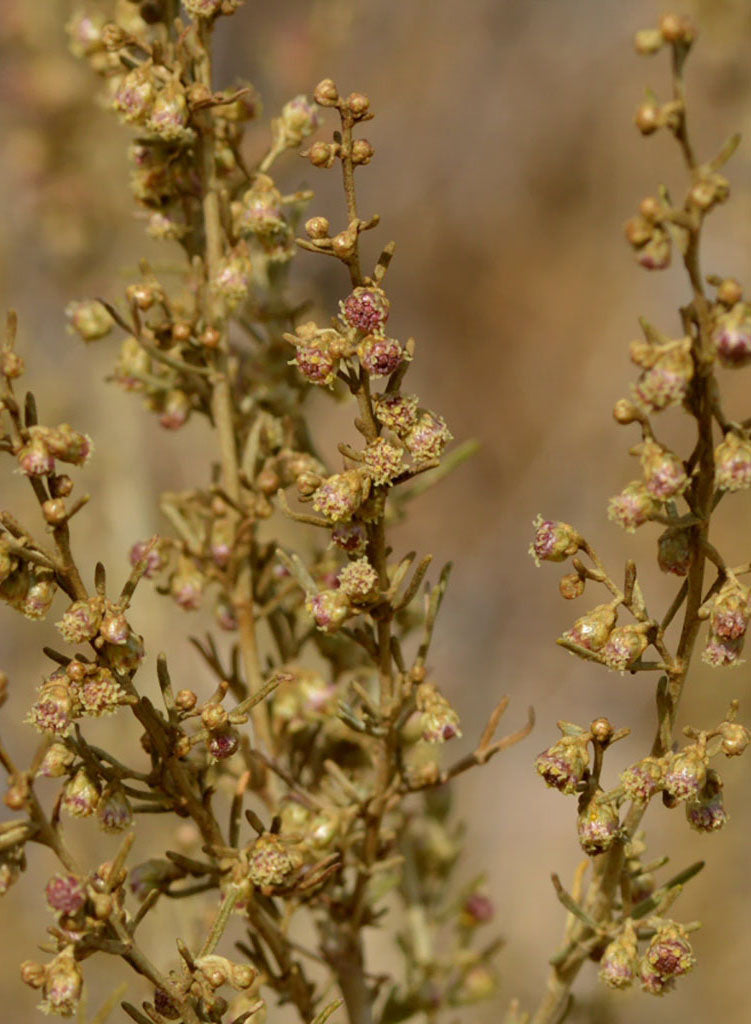 Artemisia californica - California Sagebrush (Plant)