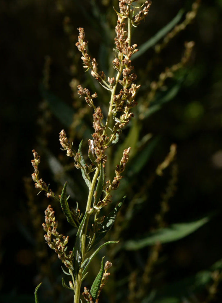 Artemisia douglasiana - Mugwort (Plant)