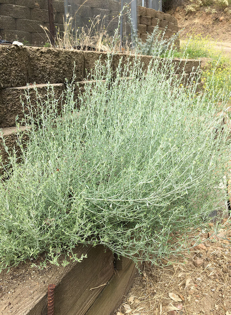Artemisia ludoviciana ssp. albula - White Mugwort (Plant)