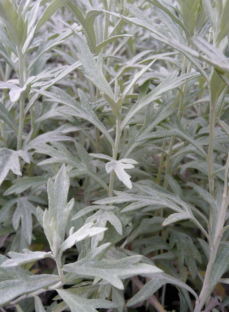 Artemisia ludoviciana ssp. ludoviciana - Silver Wormwood (Plant)