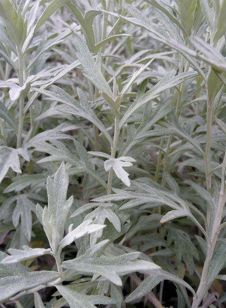 Artemisia ludoviciana ssp. ludoviciana
