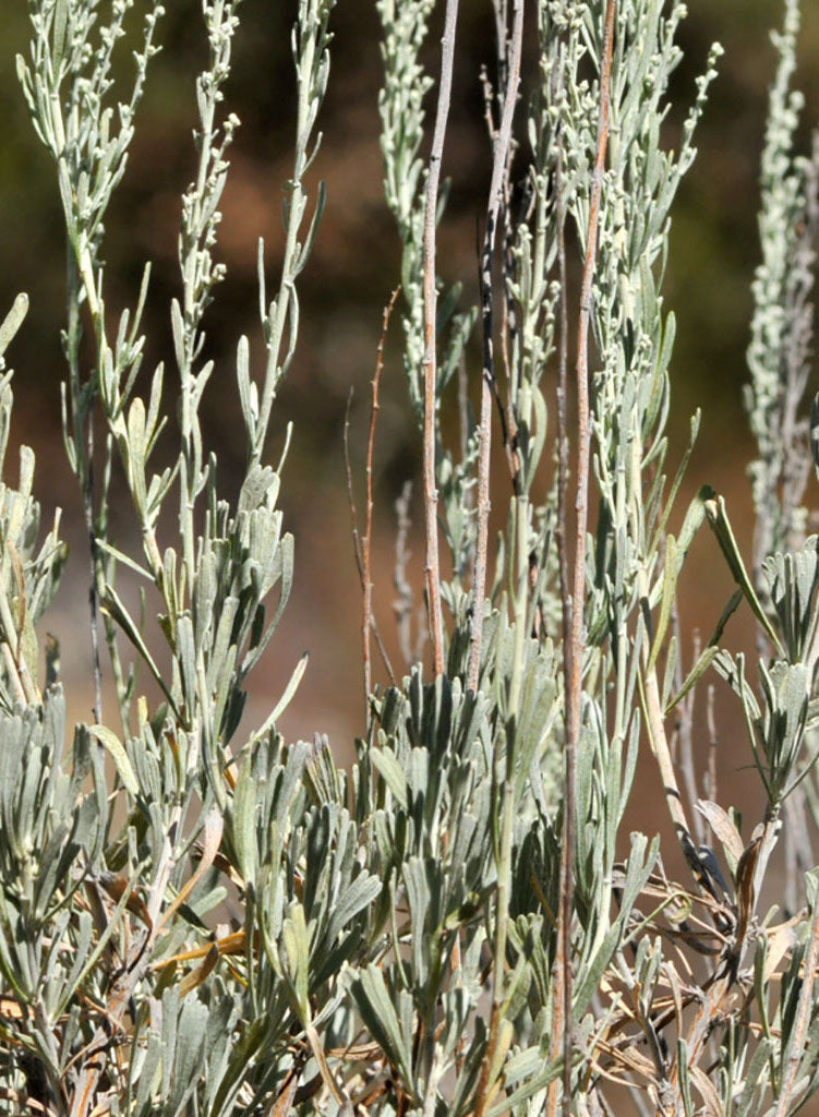Artemisia tridentata ssp. tridentata - Great Basin Sagebrush (Plant)