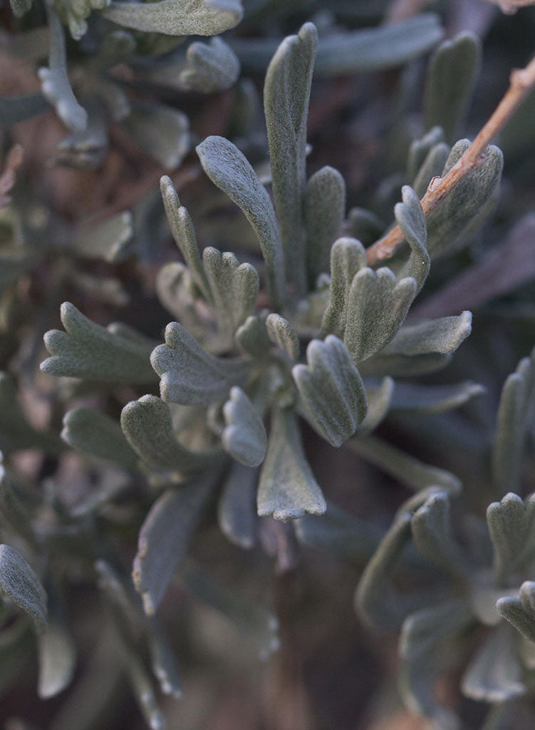 Artemisia tridentata ssp. vaseyana - Mountain Sagebrush (Plant)