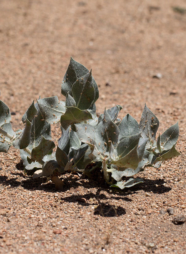 Asclepias erosa - Desert Milkweed (Plant)