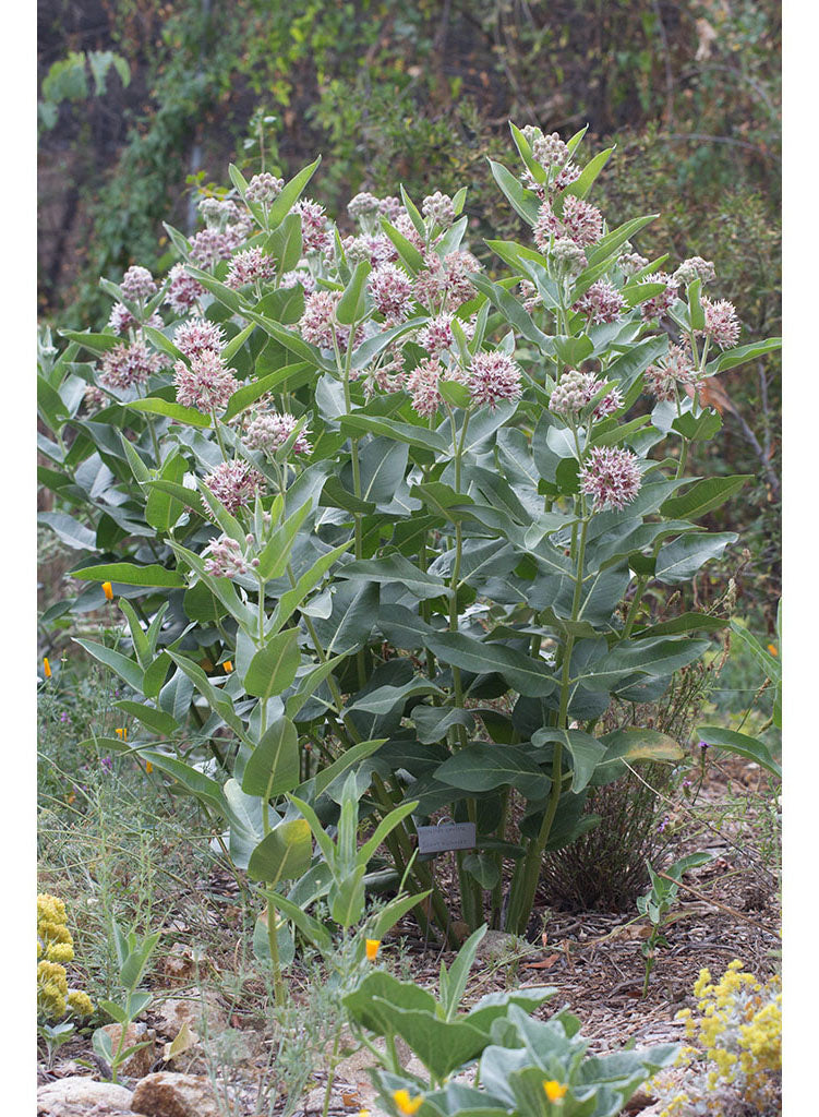 Asclepias speciosa - Showy Milkweed (Plant)