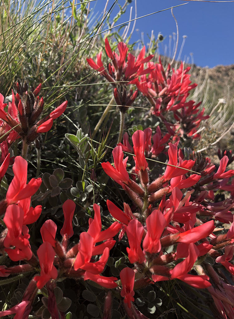 Astragalus coccineus - Scarlet Milkvetch (Plant)