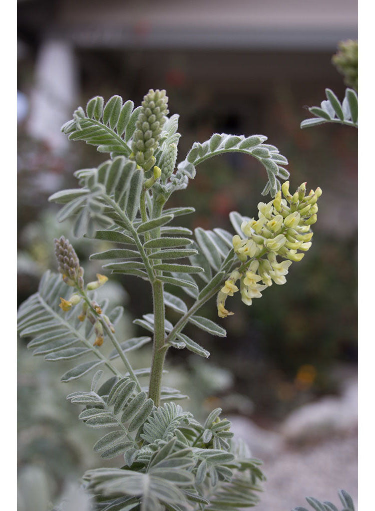 Astragalus pychnostachyus var. lanosissimus - Ventura Marsh Milkvetch (Plant)