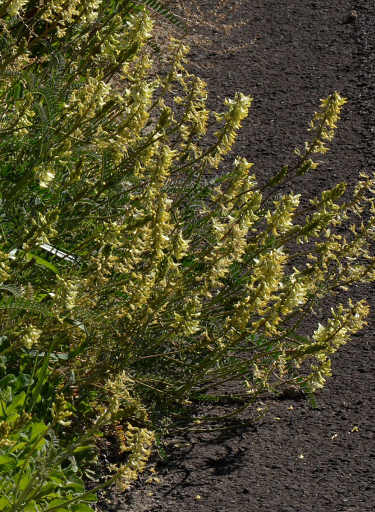 Astragalus trichopodus var. phoxus - Santa Barbara Milkvetch (Plant)